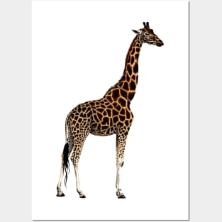 Giraffe drawing Posters and Art